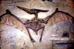 pterodactyl Veeeeeeeeeeeeek!