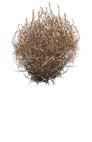 Tumbleweed