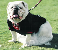 Uga in black