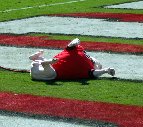 Uga VI playing in the grass