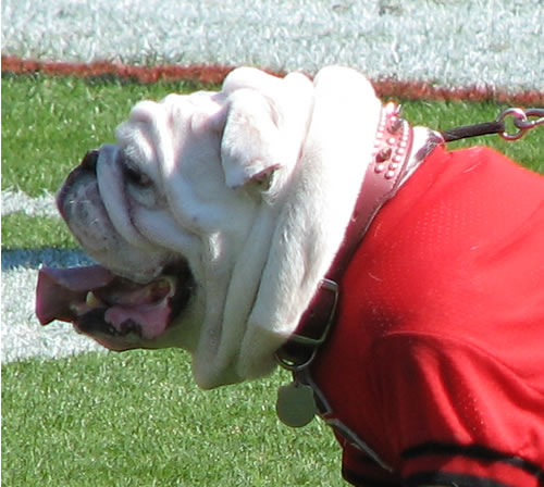 Uga VI watching warmups