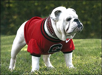 Uga VIII